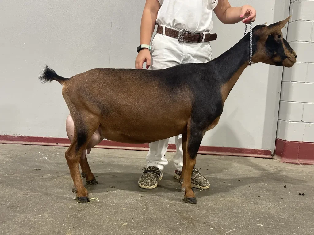 Dam: GCH Cade's Lil Farm SE Irresistibl EEEV90 PC: Howling Goat Farms
