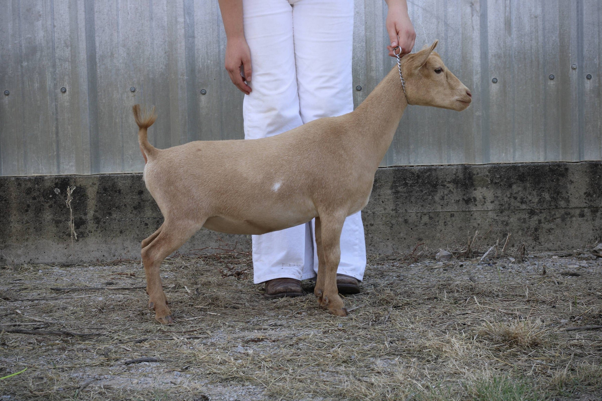 HH Ranch CC Best Bejeweled (1xRGCH) PC: HH Farm & Ranch