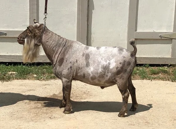 DS: SG/ELITE Cedar View Olivero ++*B ++*S VEV88 PC: Sinai Thunder