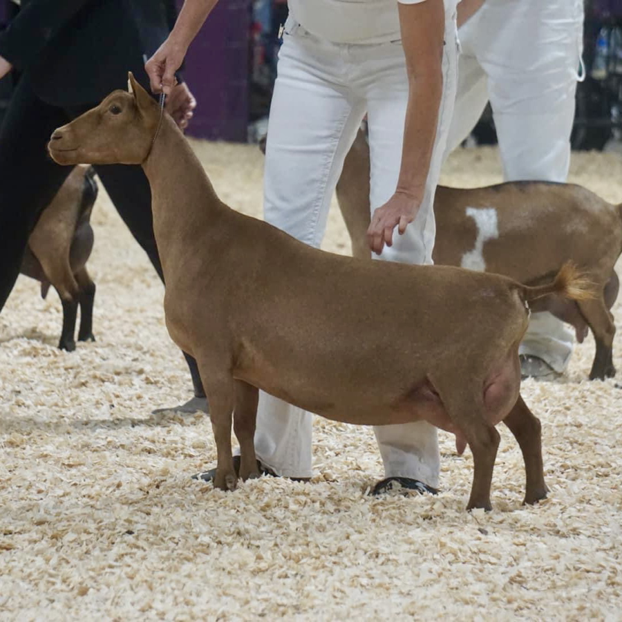 SS Littermate Sister: GCH Wolfivan CQ Ginger Root EEEE 92 2024 ADGA National Champion and Best Udder PC: Wolfivan
