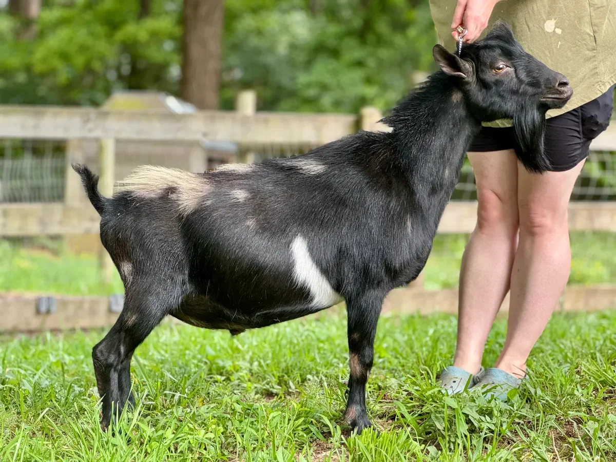 Sire: Wolfivan CQ Kentucky Bourbon (Old Mountain Farm Cyrus Quinn x SGCH Joyful Hearts KR Phoebe 2*M, 4 *D VEEE91) PC: Moon Station