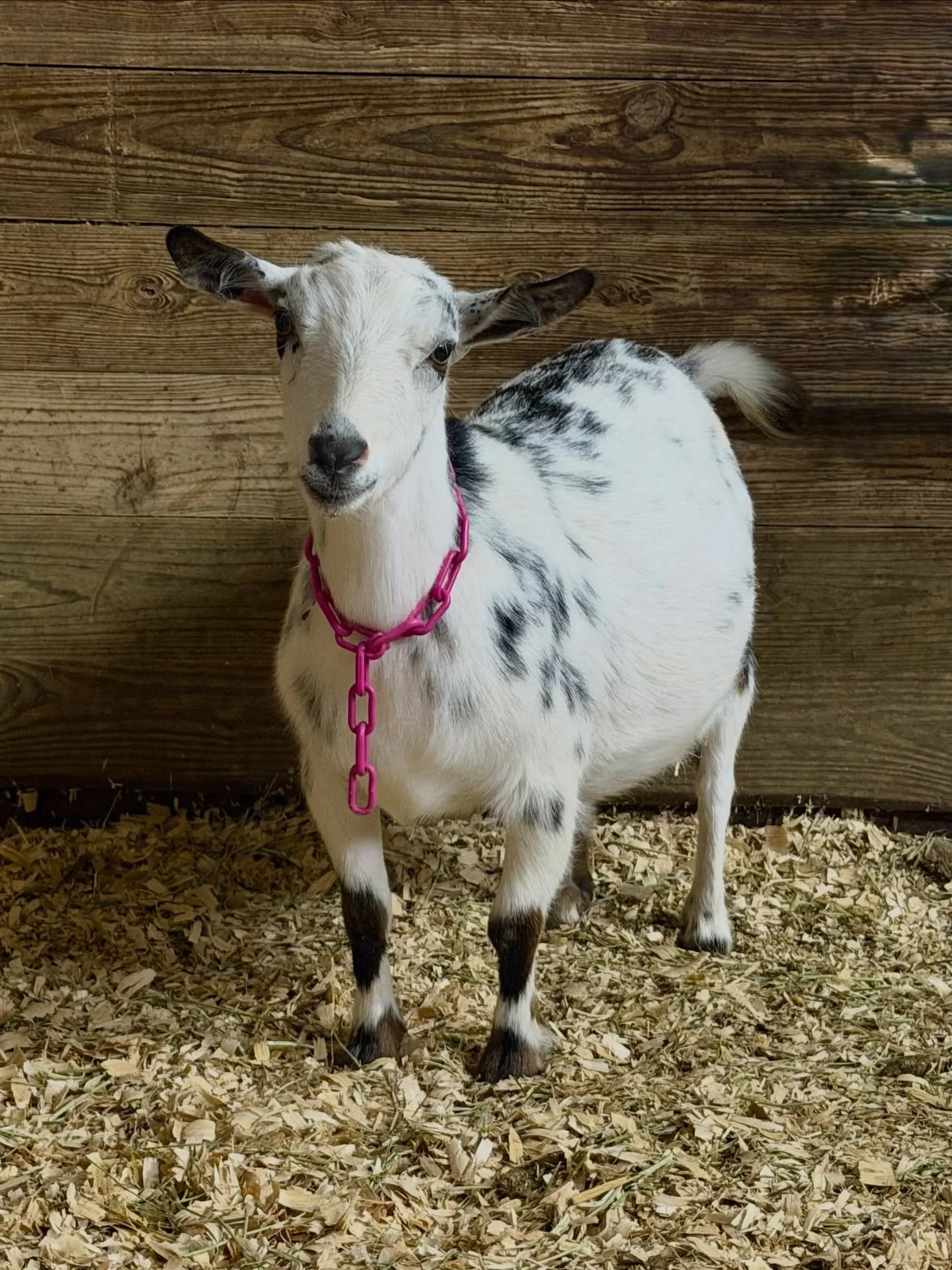 Dam: Southern Grace Cowgirl Thunder