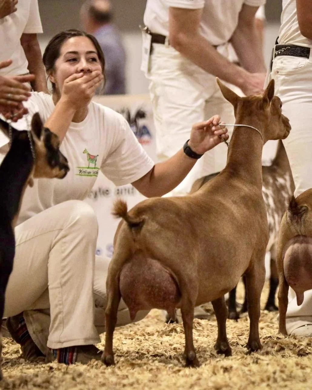 SD: Wolfivan CQ Ginger Root 3*M EEEE92 2024 ADGA National Champion & Best Udder. PC Wolfivan Ranch