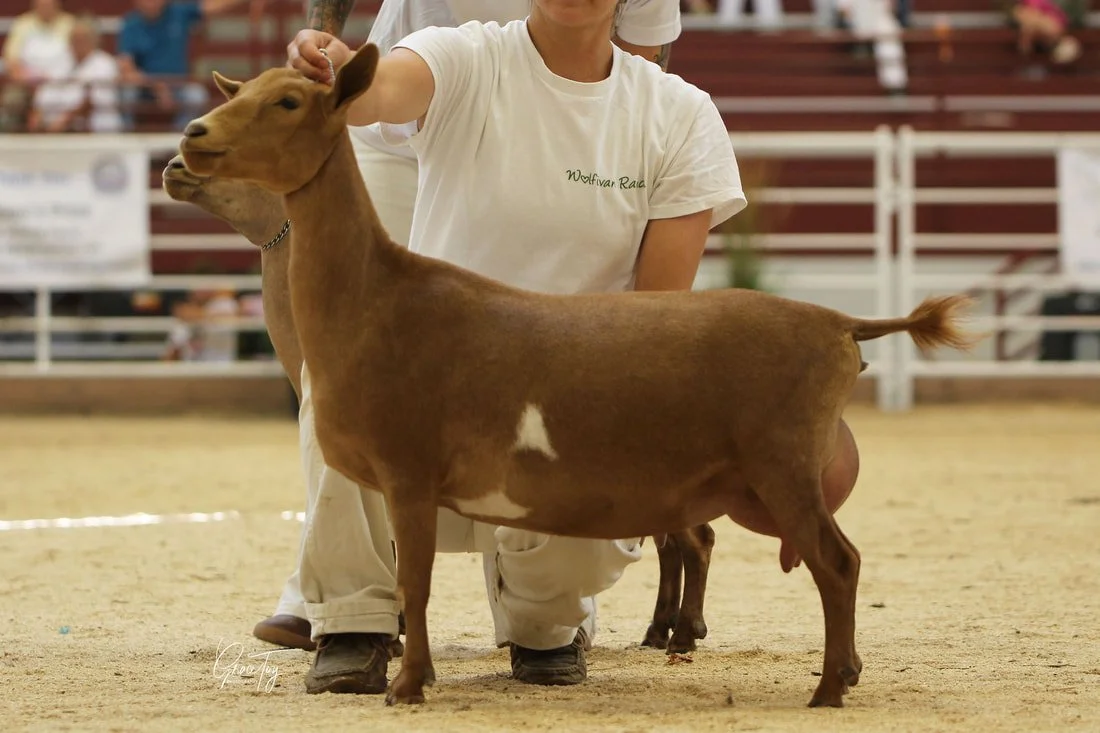 Sire's Littermate Sister: Wolfivan Clover Root. 1st place yearling milker 2025 ADGA Nationals. PC Wolfivan Ranch