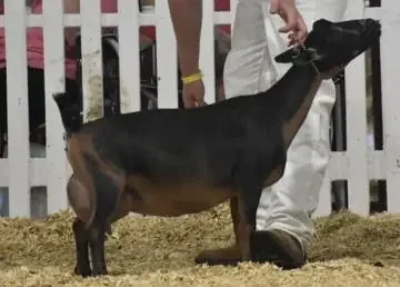 SSD: SGCH Cade's Lil Farm BD Revlon 1*M EEEE91 PC: Cade's Lil Farm