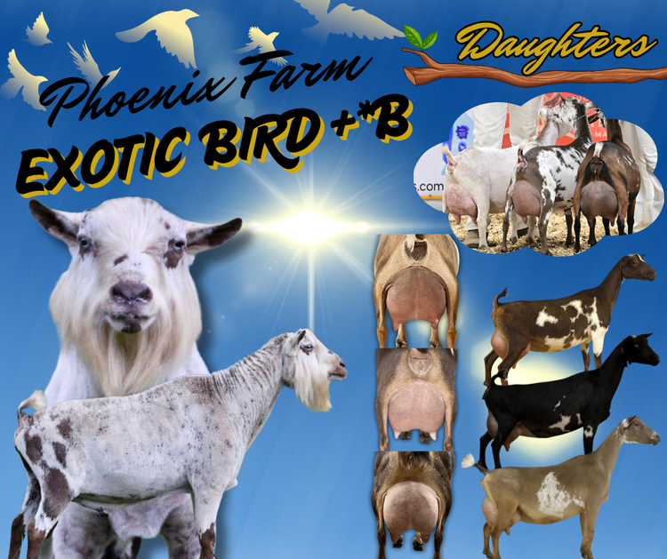 SS: Phoenix Farm Exotic Bird +*B PC: Winning Streak