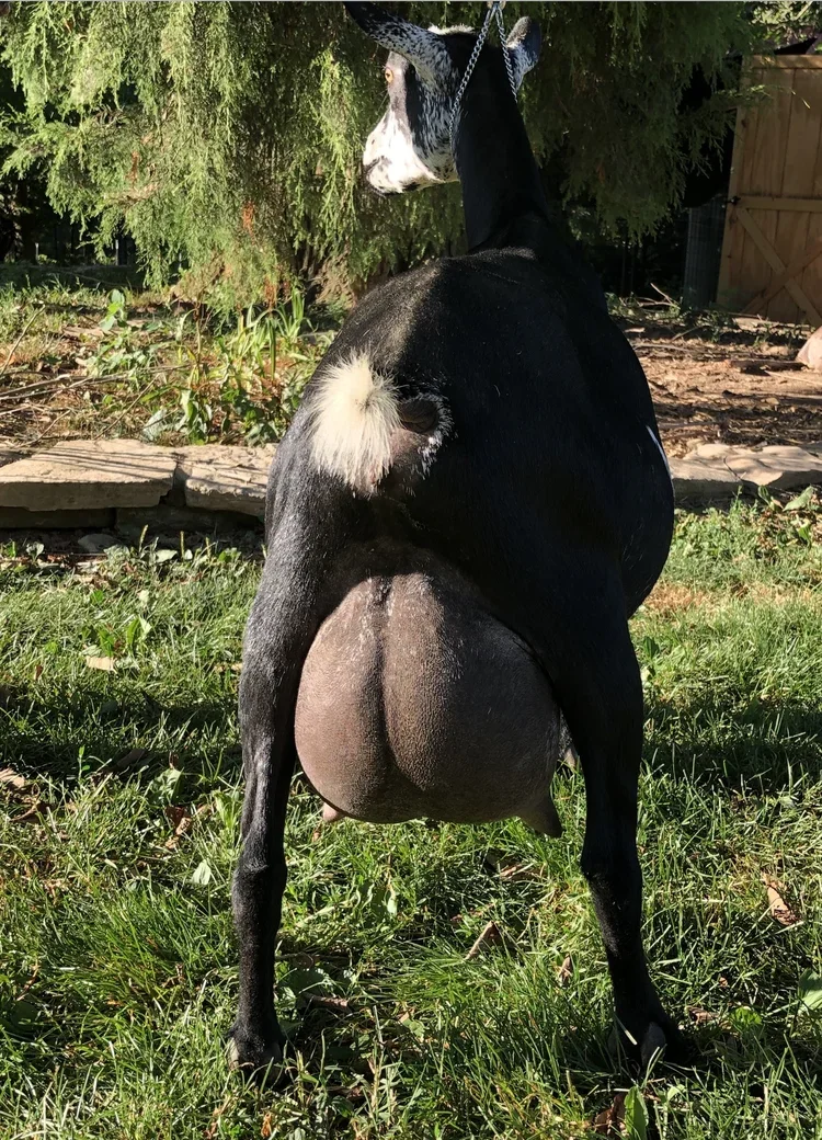 DD: Elite Sinai Thunder O Maple Joy 8*M 8*DAR VEEE91 PC: Sinai Thunder