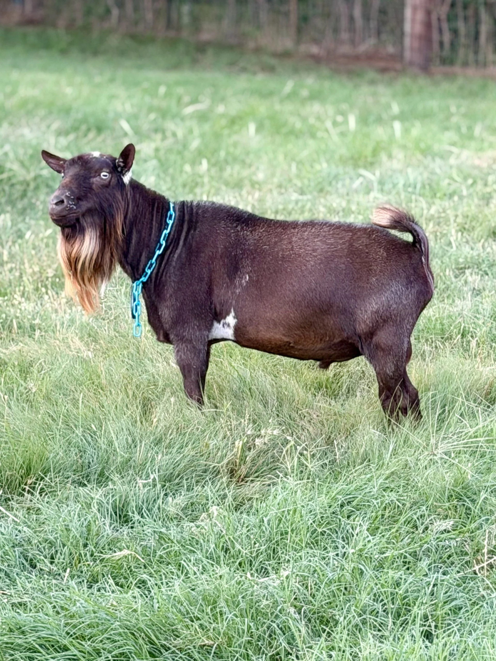 Sire: MerryTale SS Deal Me In *B