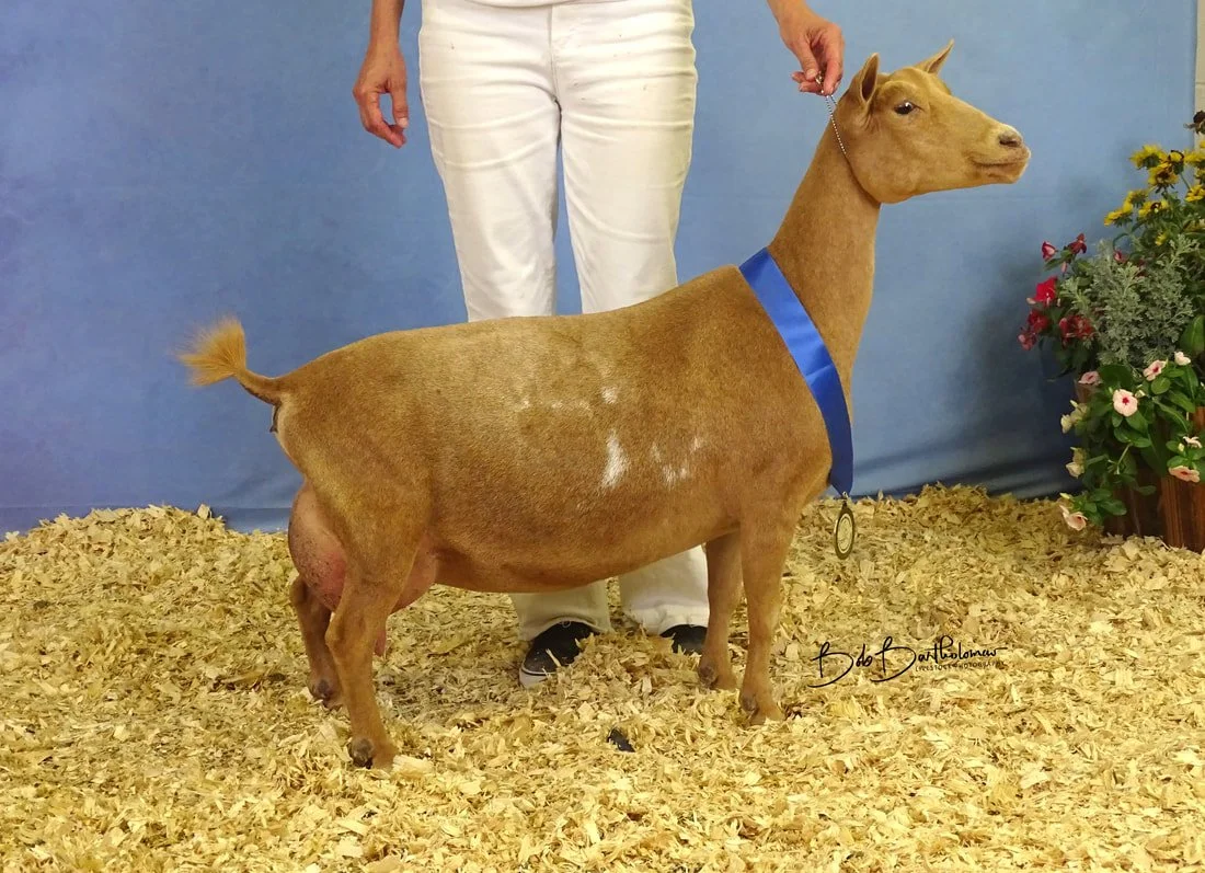 Sire's Maternal Sister GCH Wolfivan Valerian Root VEEE91 2025 Reserve National Champion. PC Wolfivan Ranch