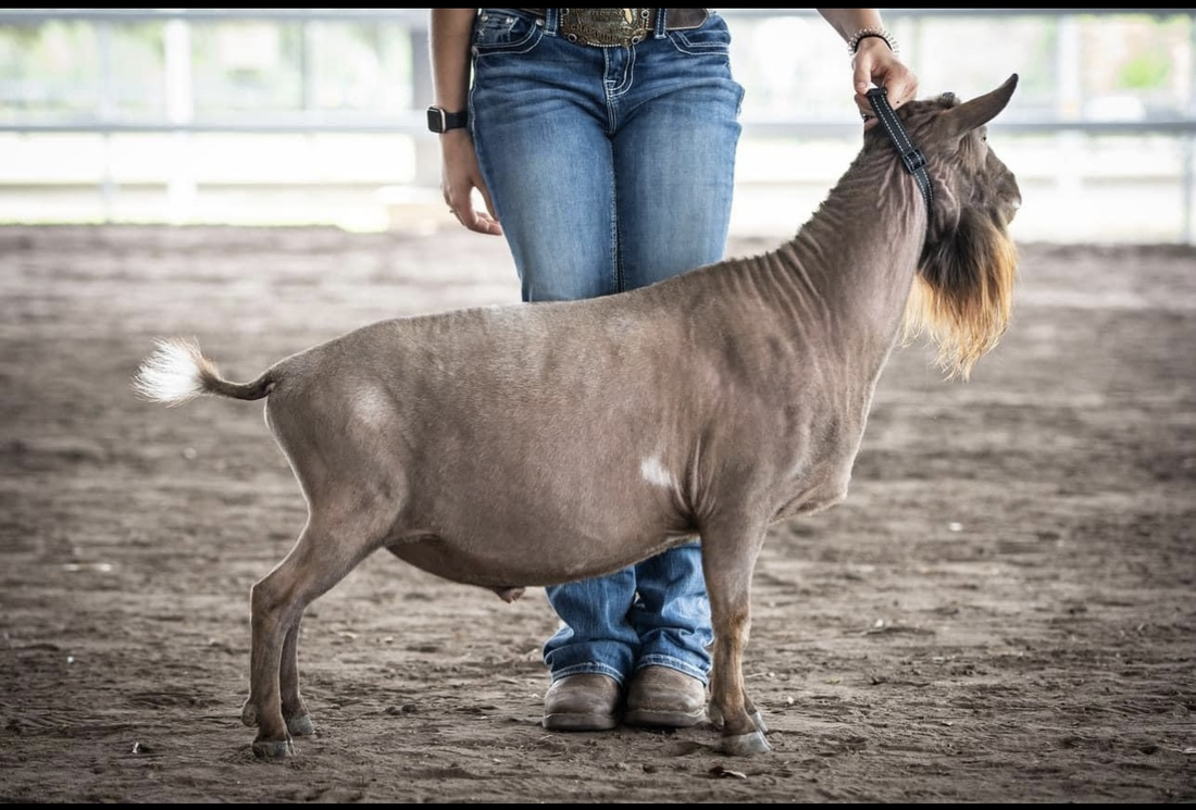 Sire: Creekwood Acres Noble Image *B PC: Five Eighths Farm