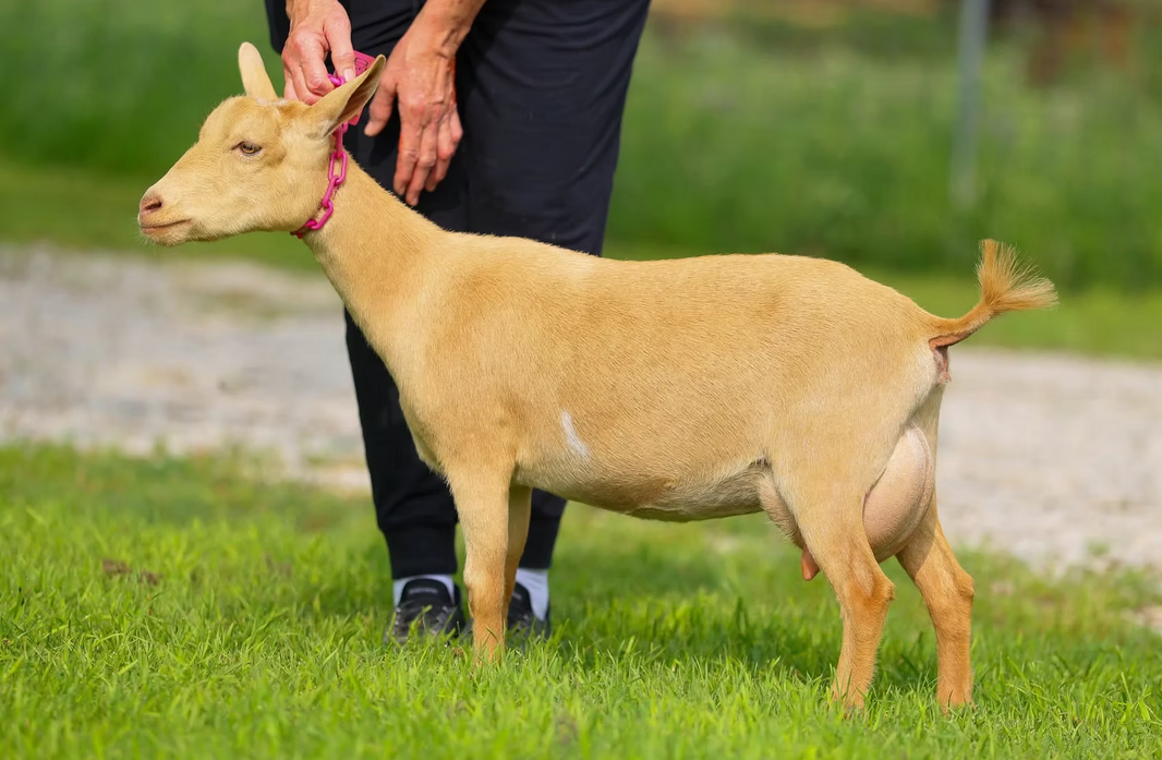 HH Ranch CC Best Bejeweled Show wins: 1x Junior Reserve Grand Champion PC: HH Farm & Ranch