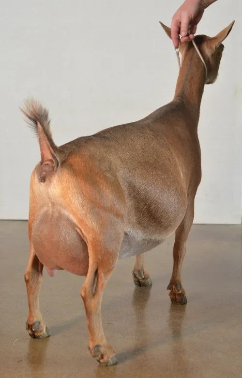 DSSD: Old Mountain Farm Party Favah VEEE90 PC: Old Mountain Farm