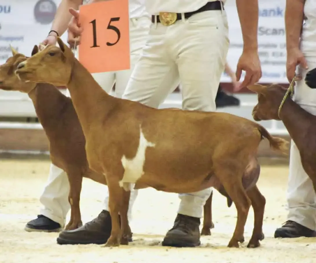 Sire's Dam: GCH Hidden Hills Natural Mystic 7*M PC: Wolfivan Ranch