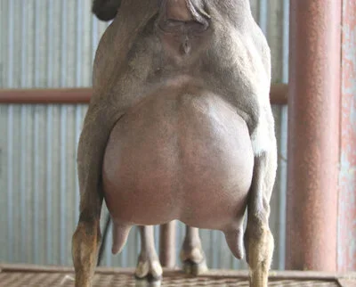 DSD: Buffalo Clover VAL Dauphene 2*M VEEE90 PC: Southern Grace