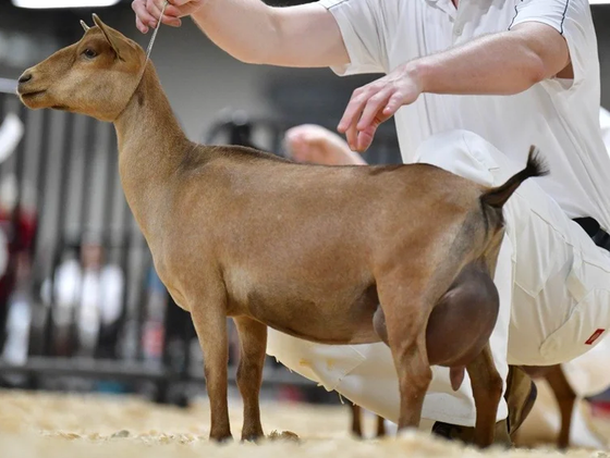 DD: Agape's Prize AmeriQuinn Dahl PC: Agape's Prize 2022 ADGA National Show - 2nd place Yearling Milker and 2nd place udder