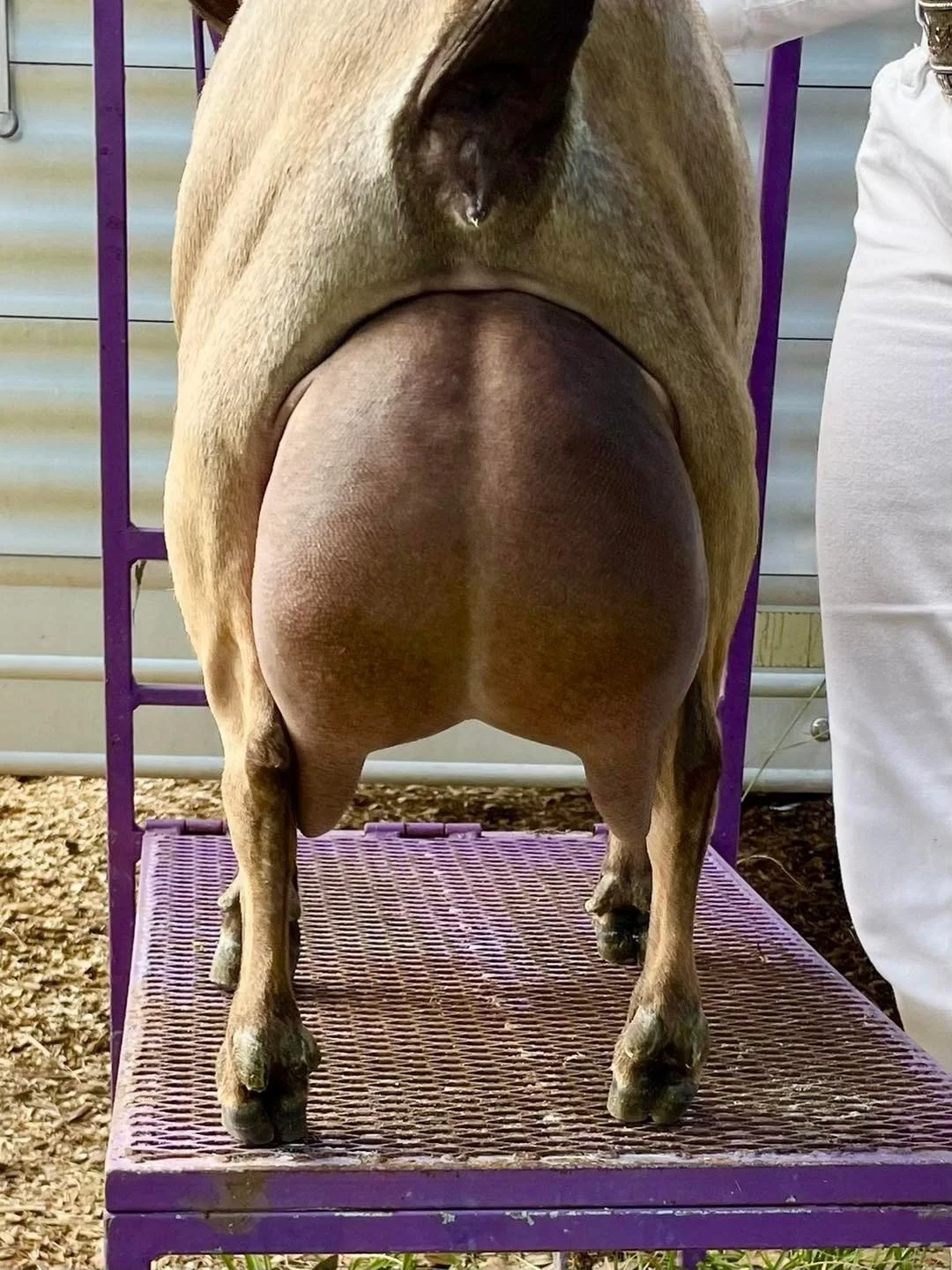 SD: Dam: GCH Winning Streak Hop Scotch *M VEVE 91 PC: Winning Streak