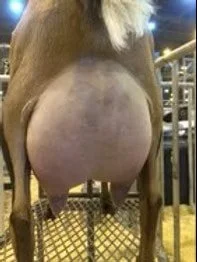 SD: GCH Tx Twincreeks Que Sera Sera 3*M VEEE91 PC: Creekwood Acres