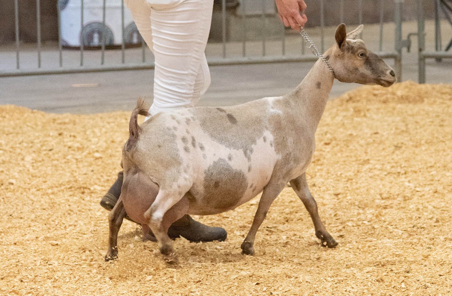 SSD: CH Little Tots Estate Saturn EEEE92 PC: Moon Station Farm
