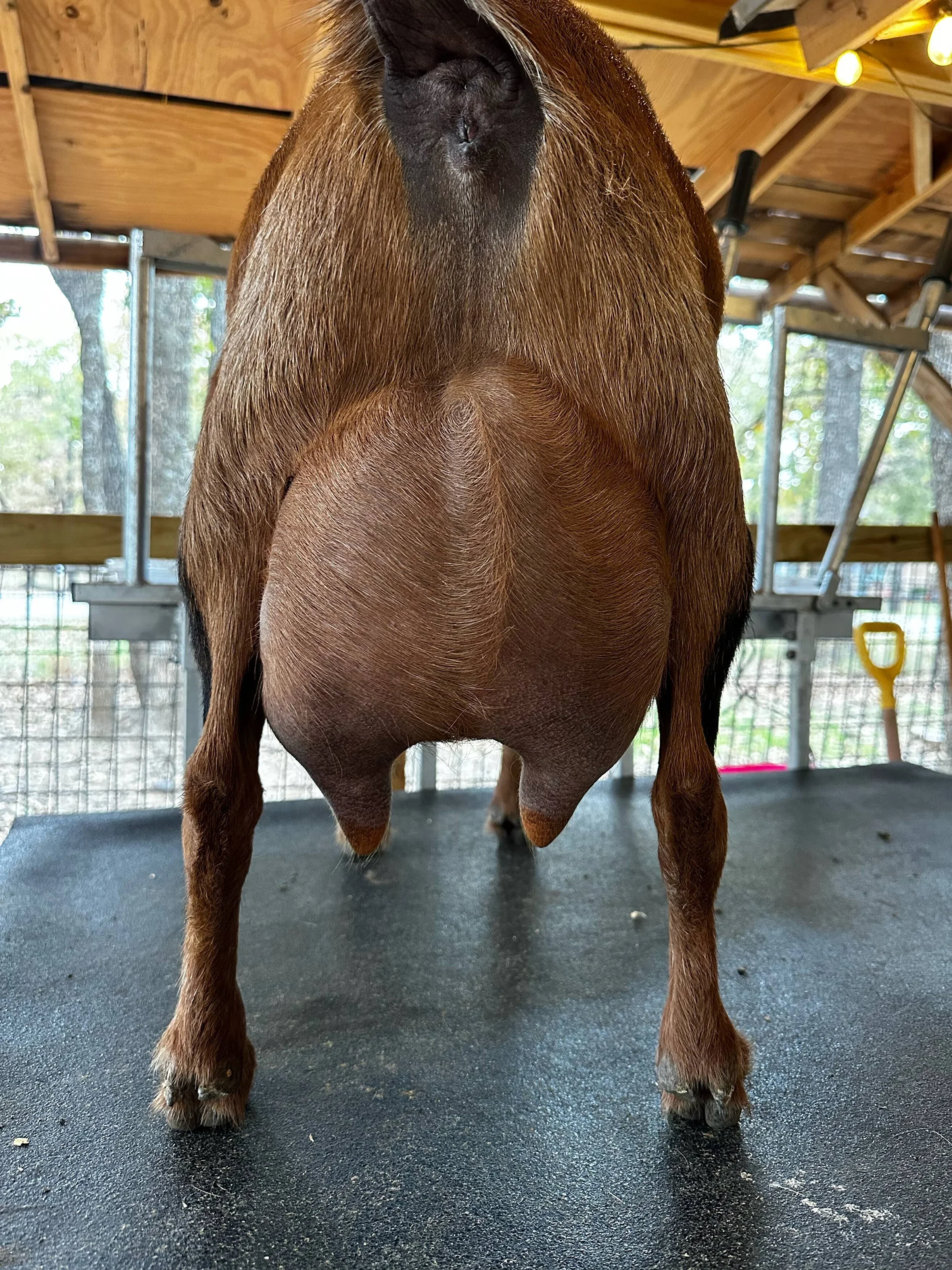 Dam: The GTB Annabelle 1*M VEEE 90 PC: HH Farm & Ranch