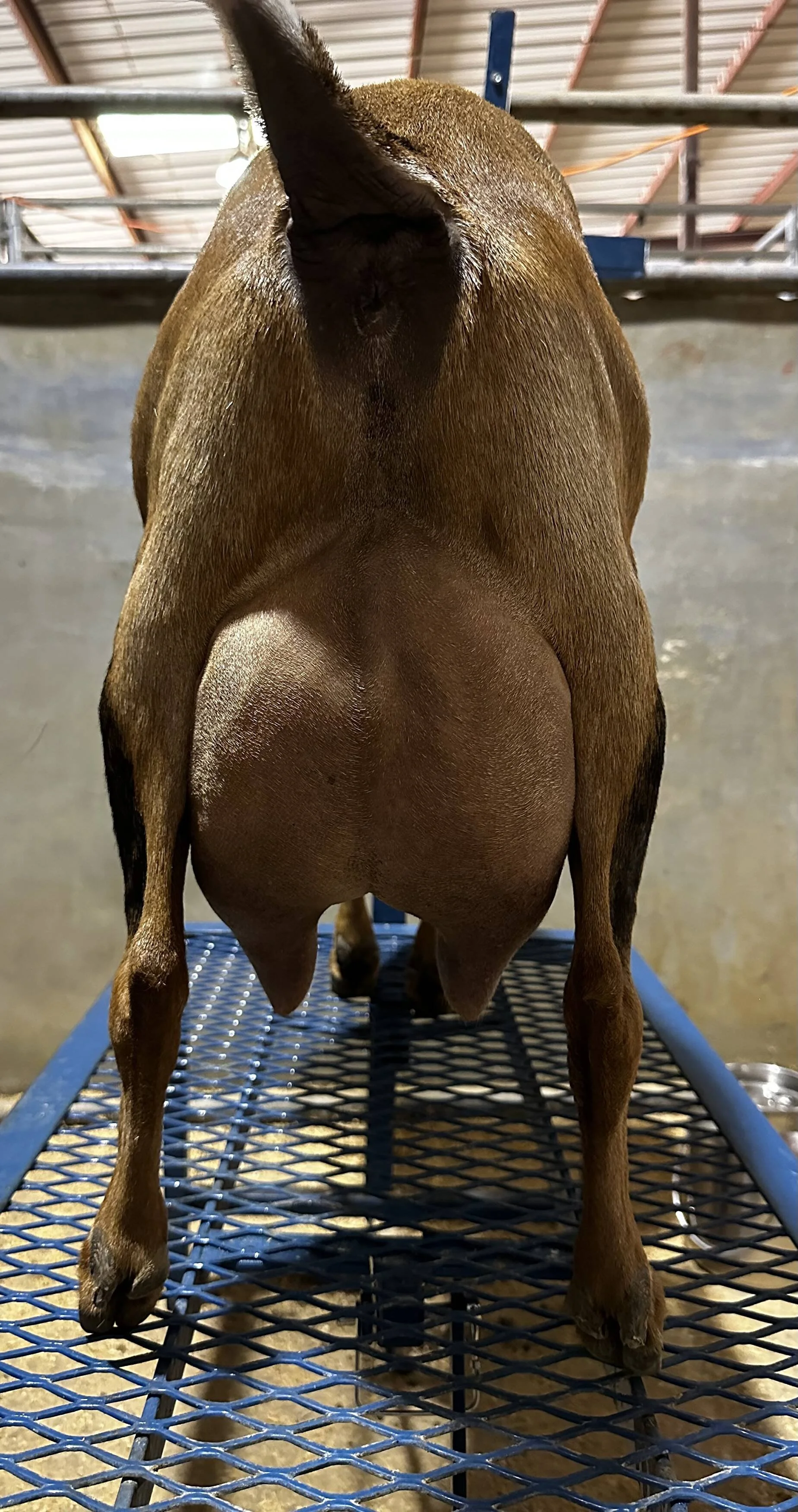 Dam: The GTB Annabelle 1*M VEEE 90 PC: HH Farm & Ranch