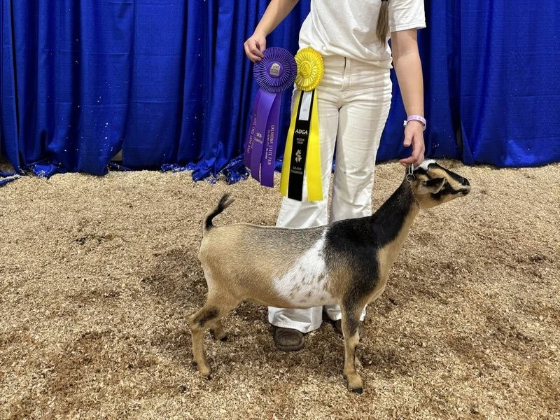 HH Ranch CC Strawberry Sundae, Grand Champion under judge Katie Jackson at the Oklahoma State Fair PC: HH Farm & Ranch