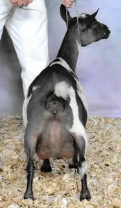 SDD: SGCH Buffalo Clover Delta Dawnn 1*M PC: Buffalo Clover Farm