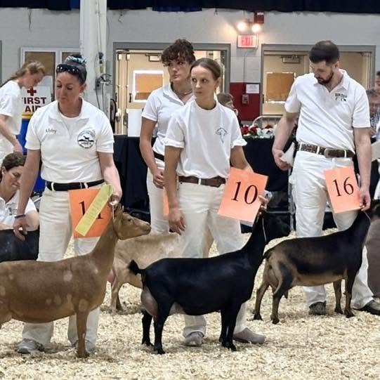 Dam: CH Agape's Prize American Doll VEEE92 PC: Howling Goat Farms