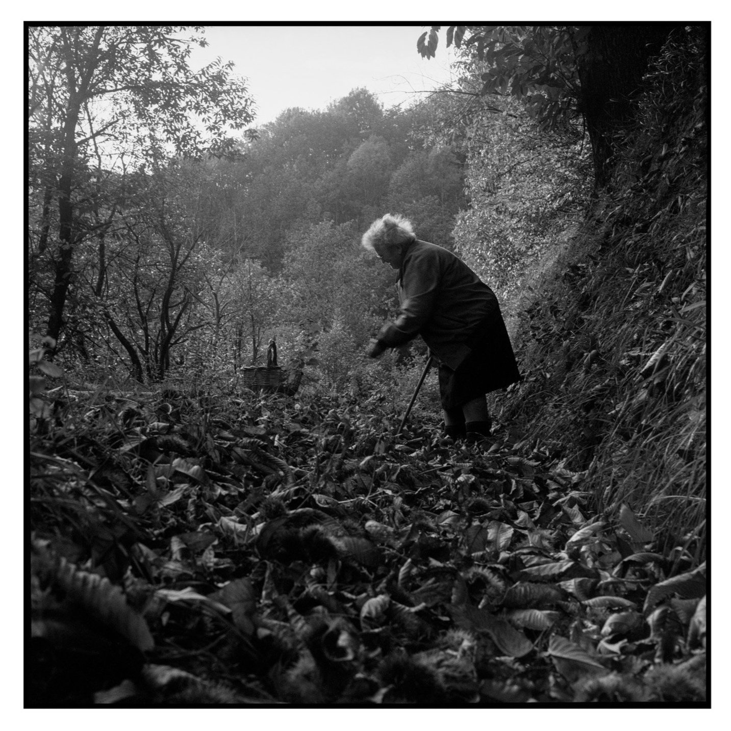 An elderly woman with light-colored hair bent over, raking leaves in a wooded outdoor area, with trees and hills in the background, in black and white.