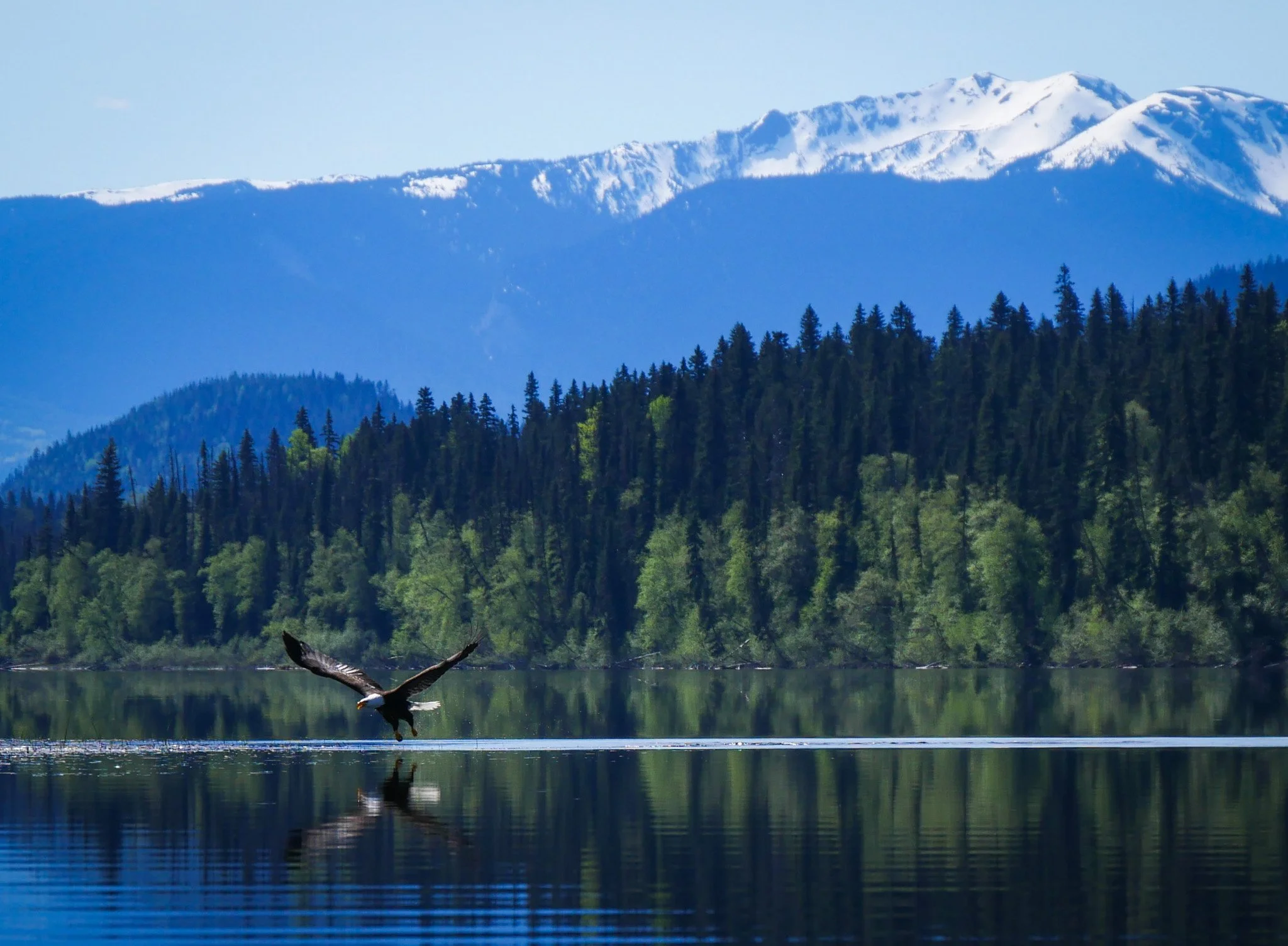 A lake with a reflection of trees and snow-capped mountains in the background, and a bald eagle flying over the water on the Bowron Lake Circuit