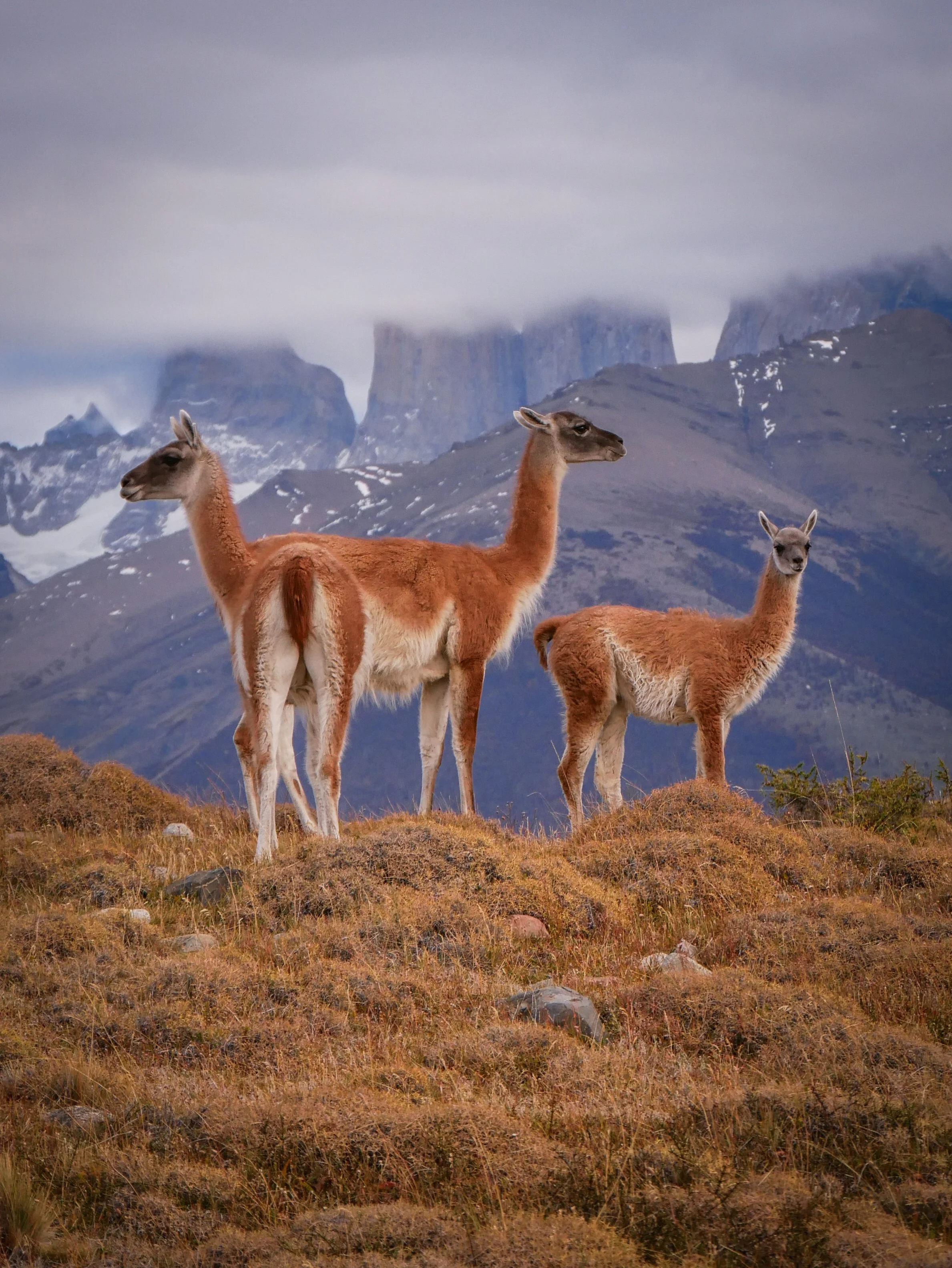 guanaco, Torres del Paine