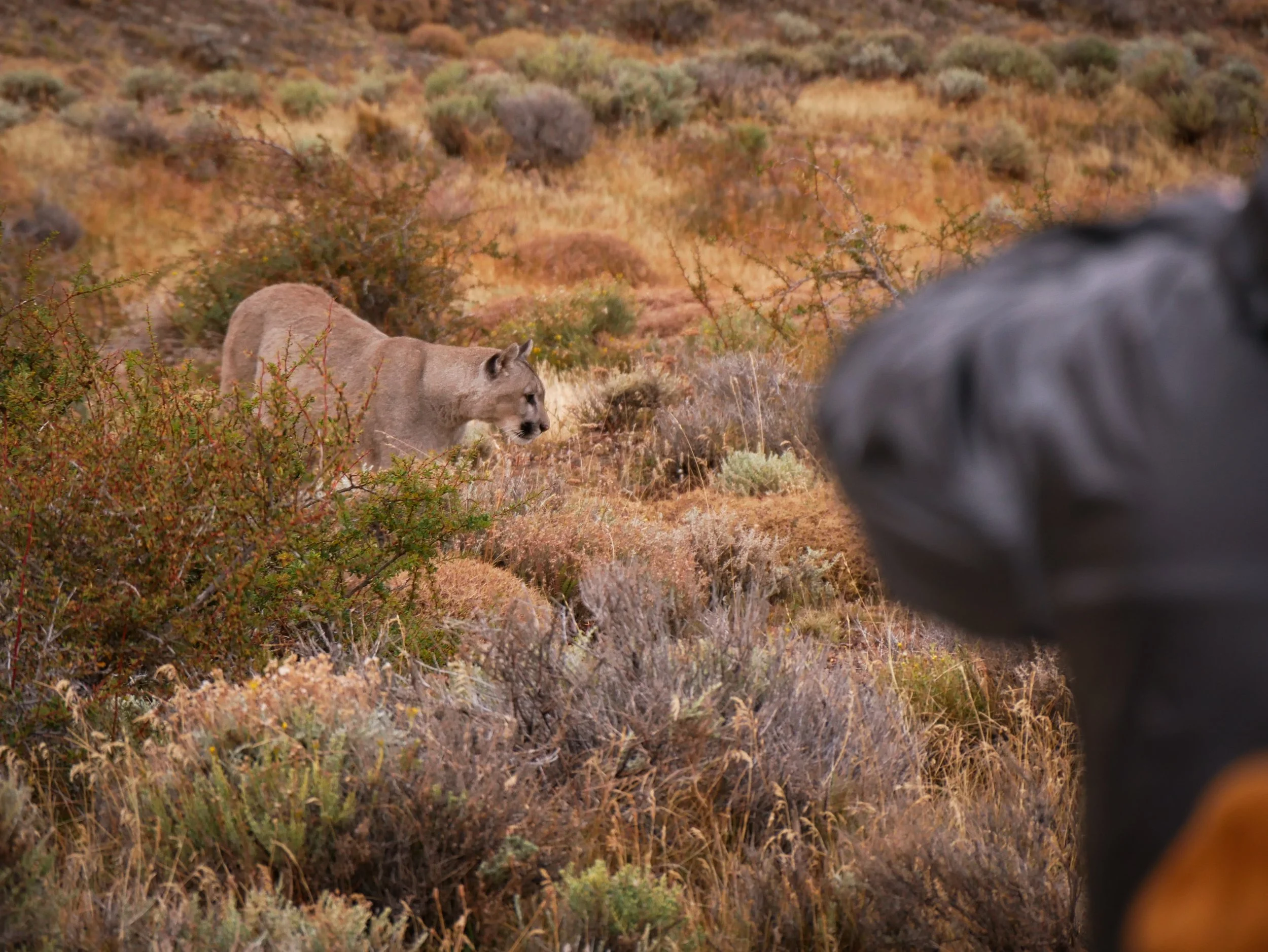 puma - Torres del Paine, Patagonia Chile