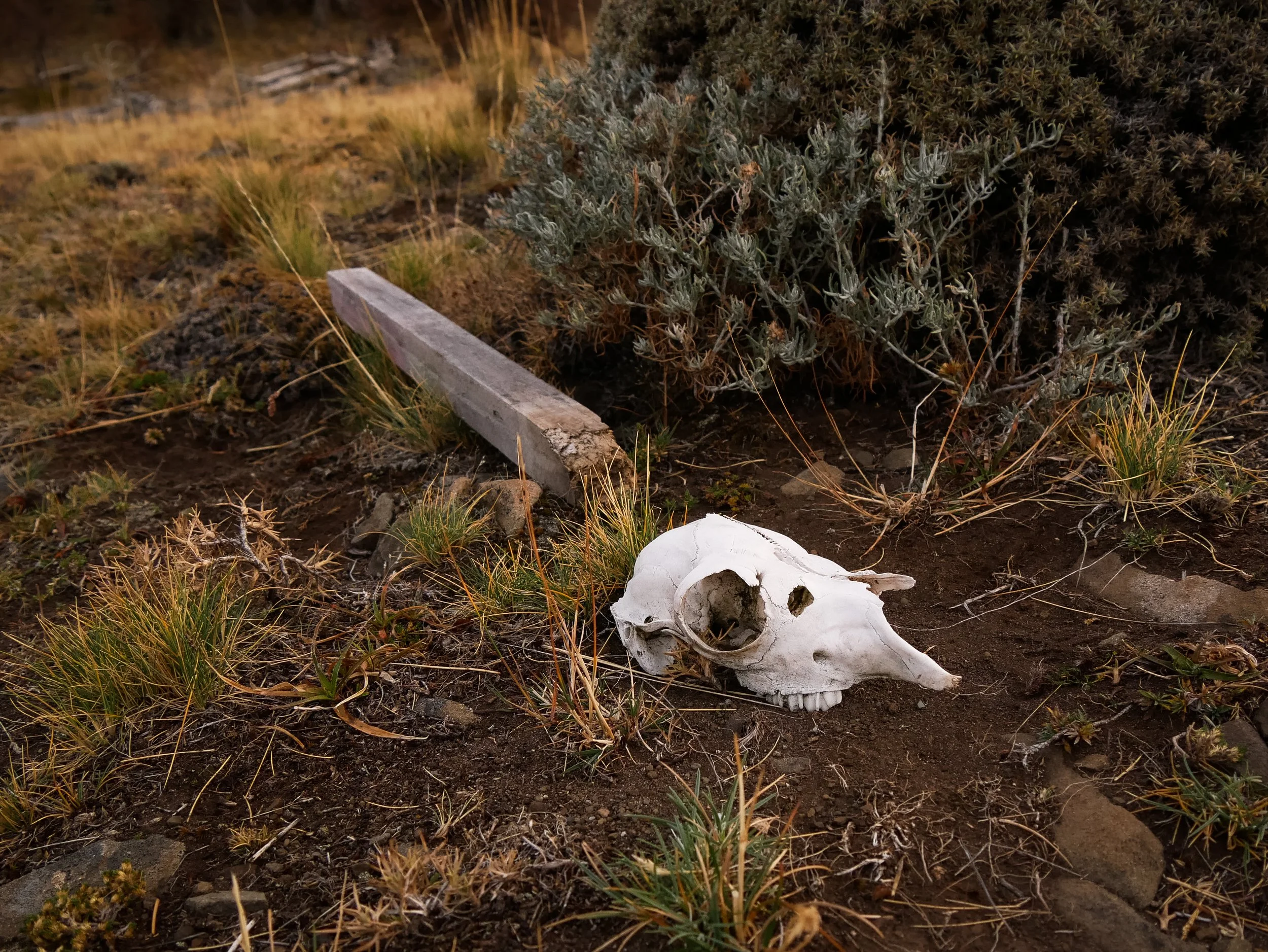 guanaco bones Torres del Paine Patagonia