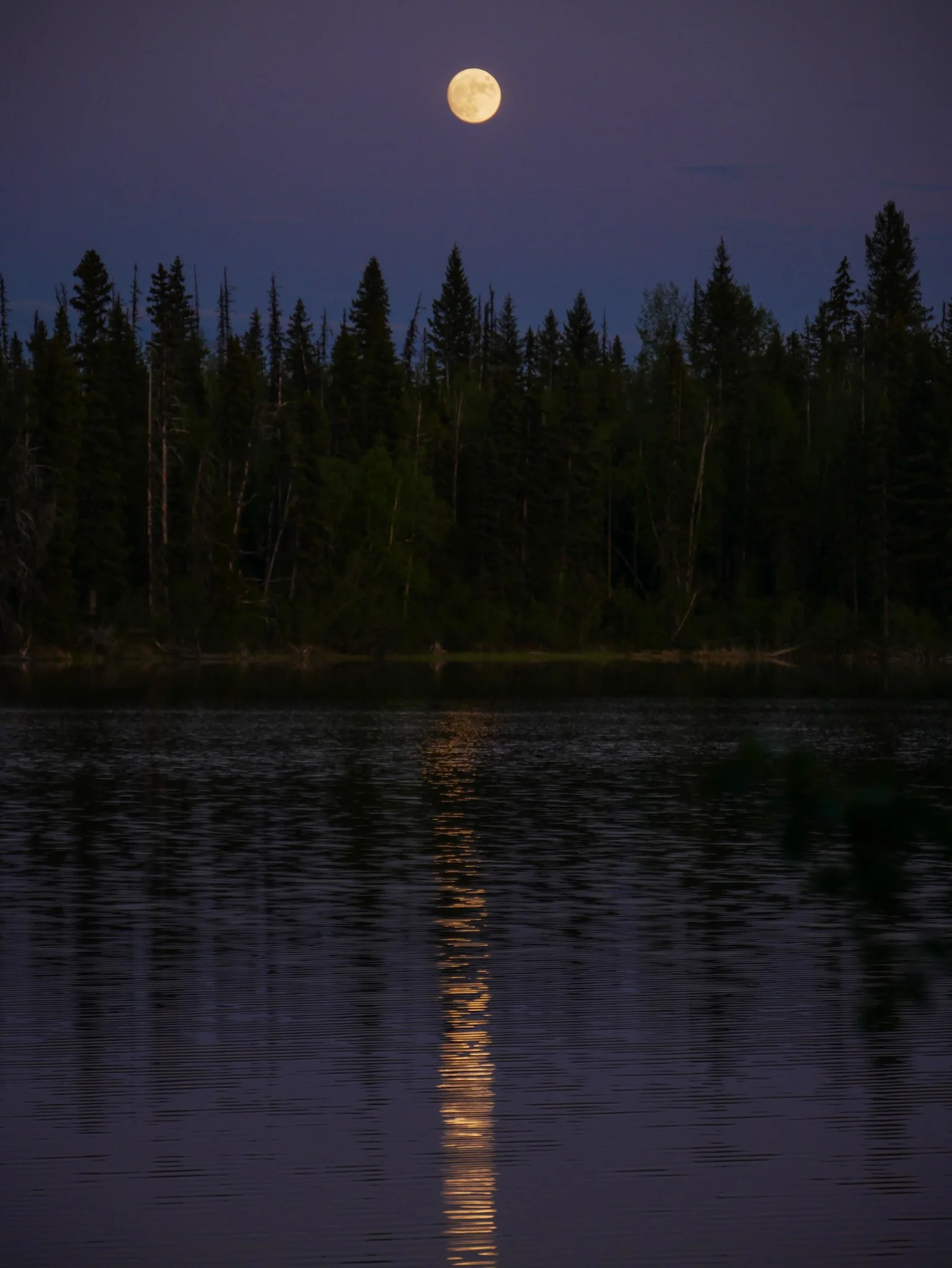 Waxing gibbous blue moon shining over a dark lake with reflections and silhouette of trees on the Bowron Lake Circuit