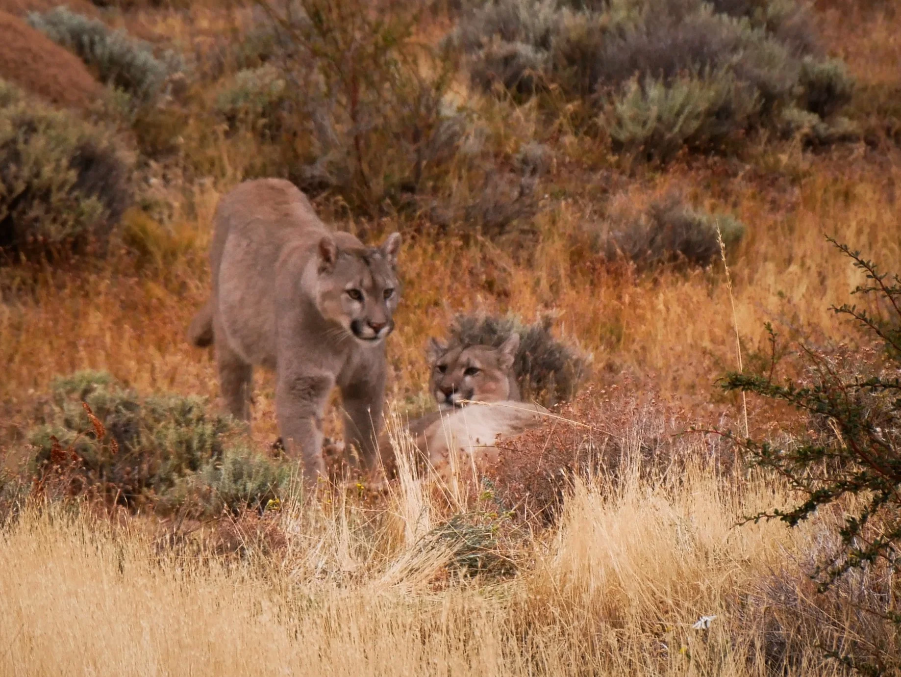 puma Torres del Paine Patagonia