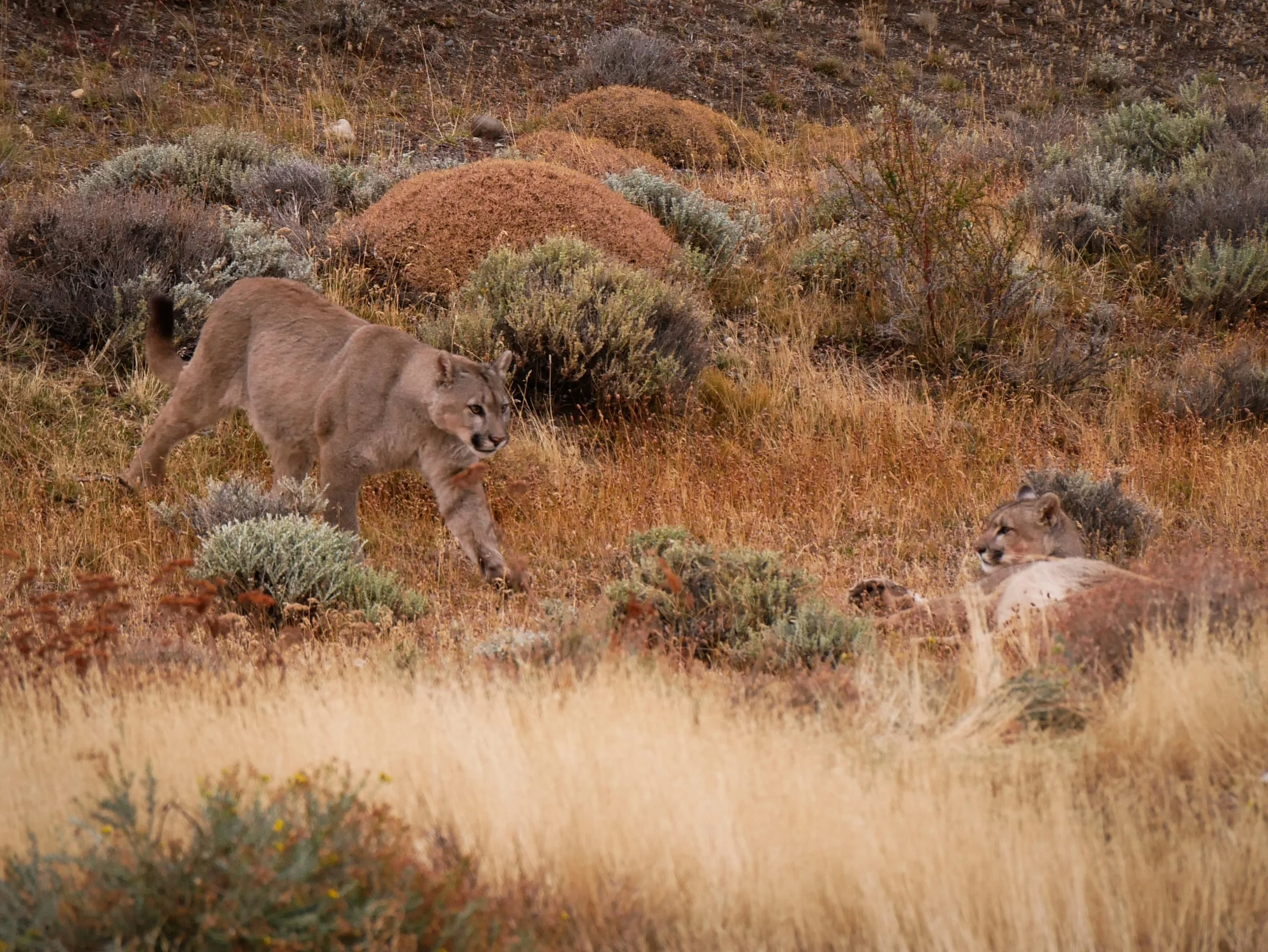 puma Torres del Paine Patagonia