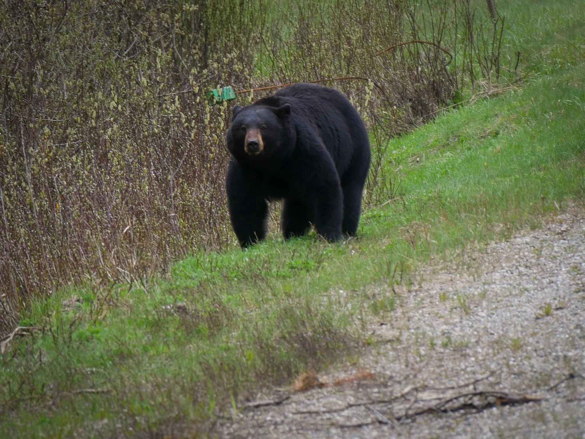 A black bear walking along a dirt path beside a thorny bush with green leaves, in a wooded area on the Bowron Lake Circuit