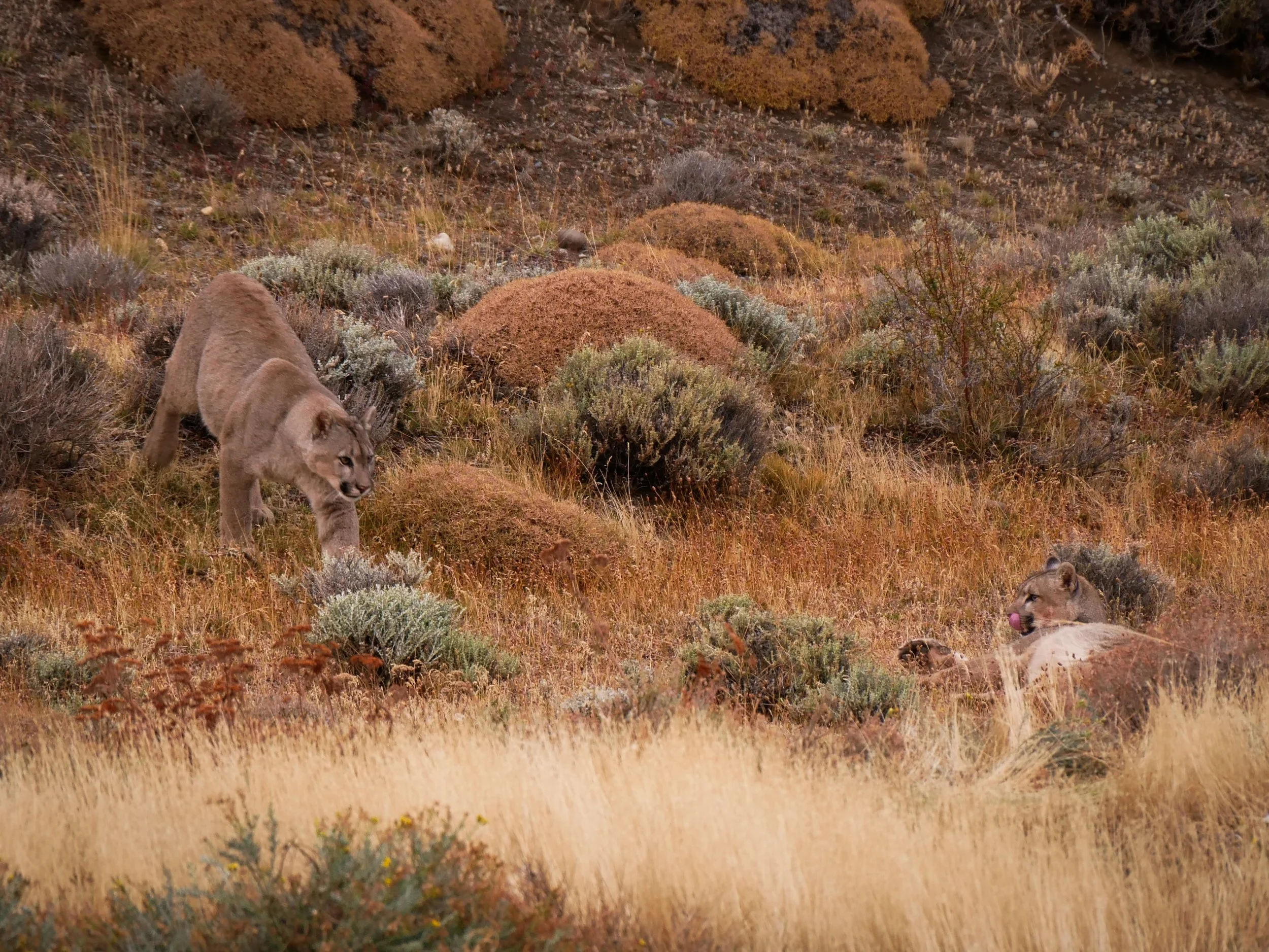 puma - Torres del Paine, Patagonia Chile