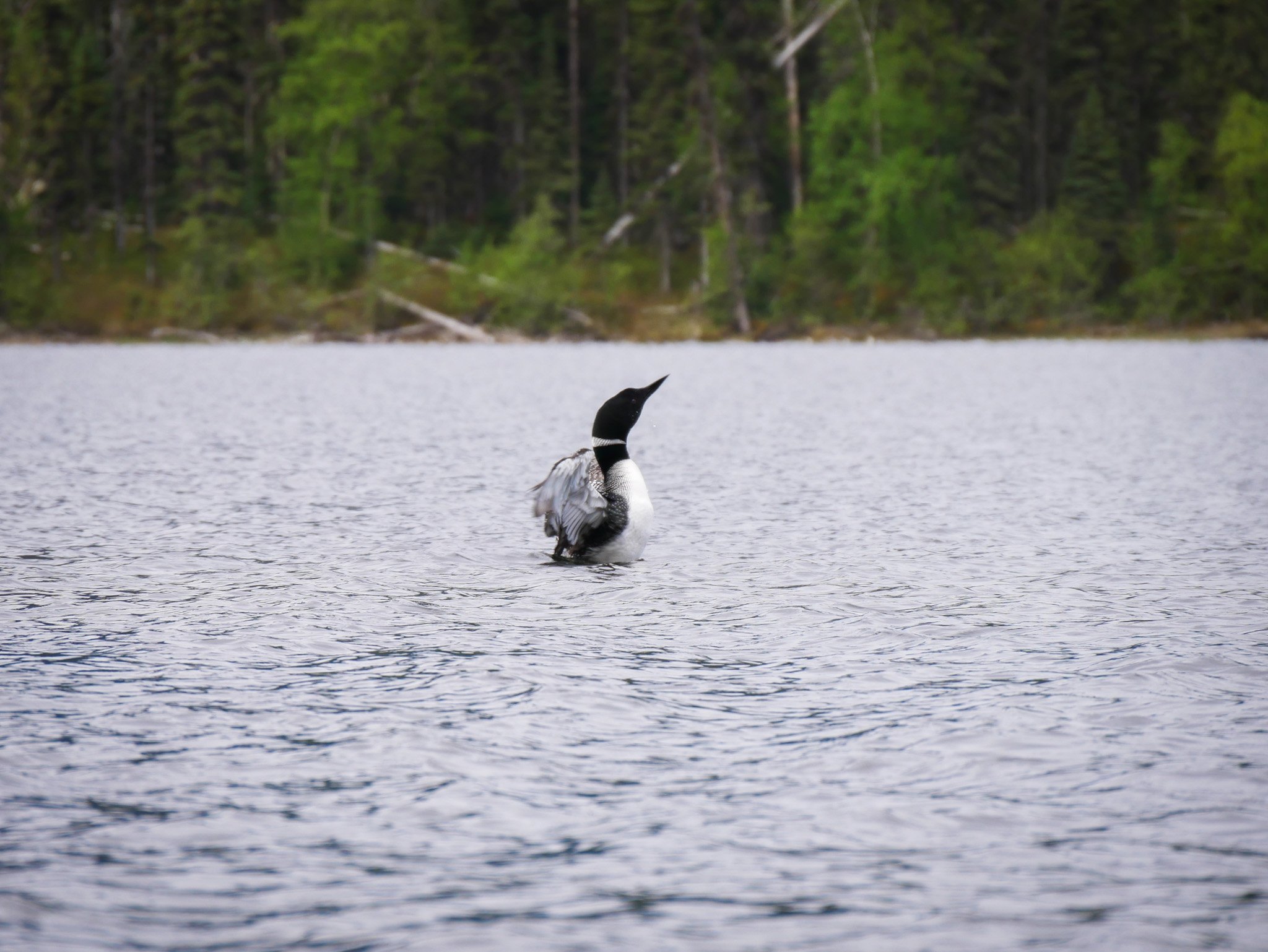A loon swimming in a lake with a forested shoreline in the background on the Bowron Lake Circuit