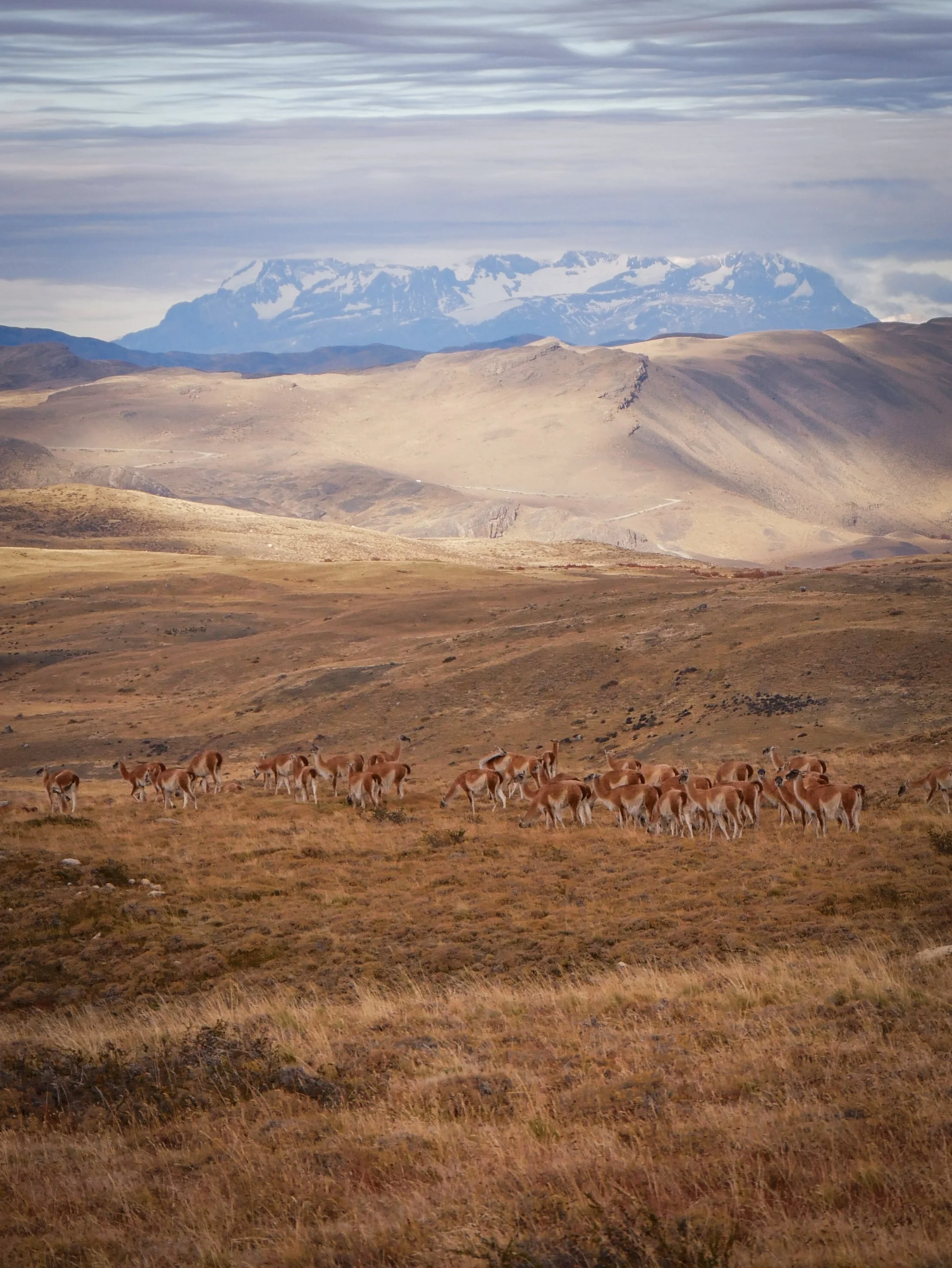 guanaco Torres Patagonia