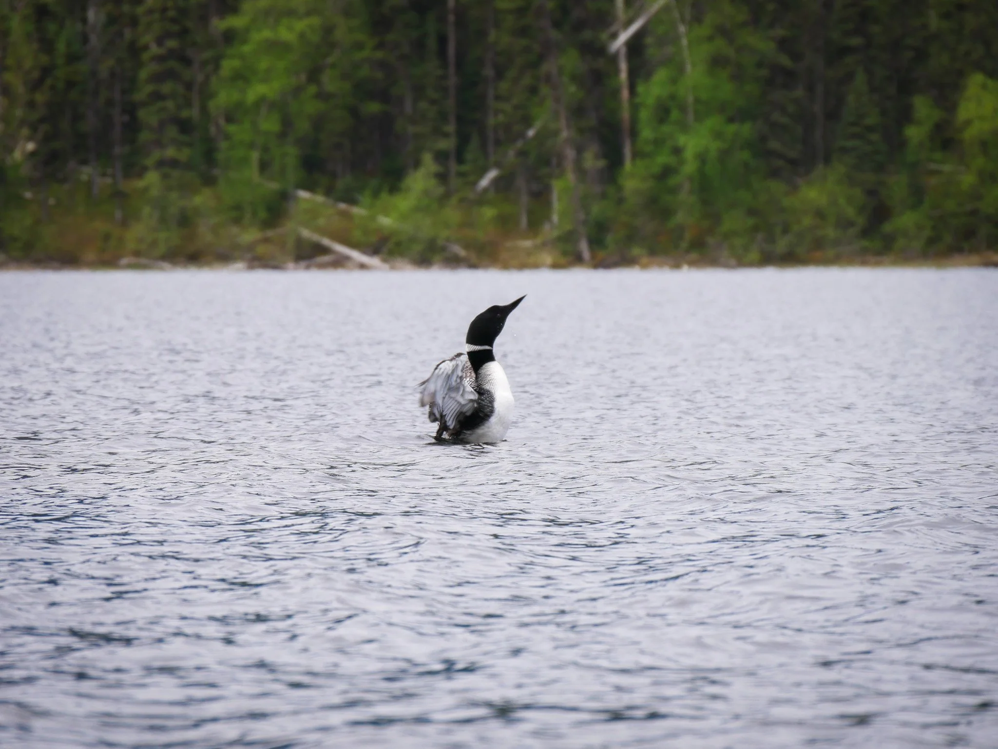 A loon standing on the water near the shoreline with a forest in the background on the Bowron Lake Circuit