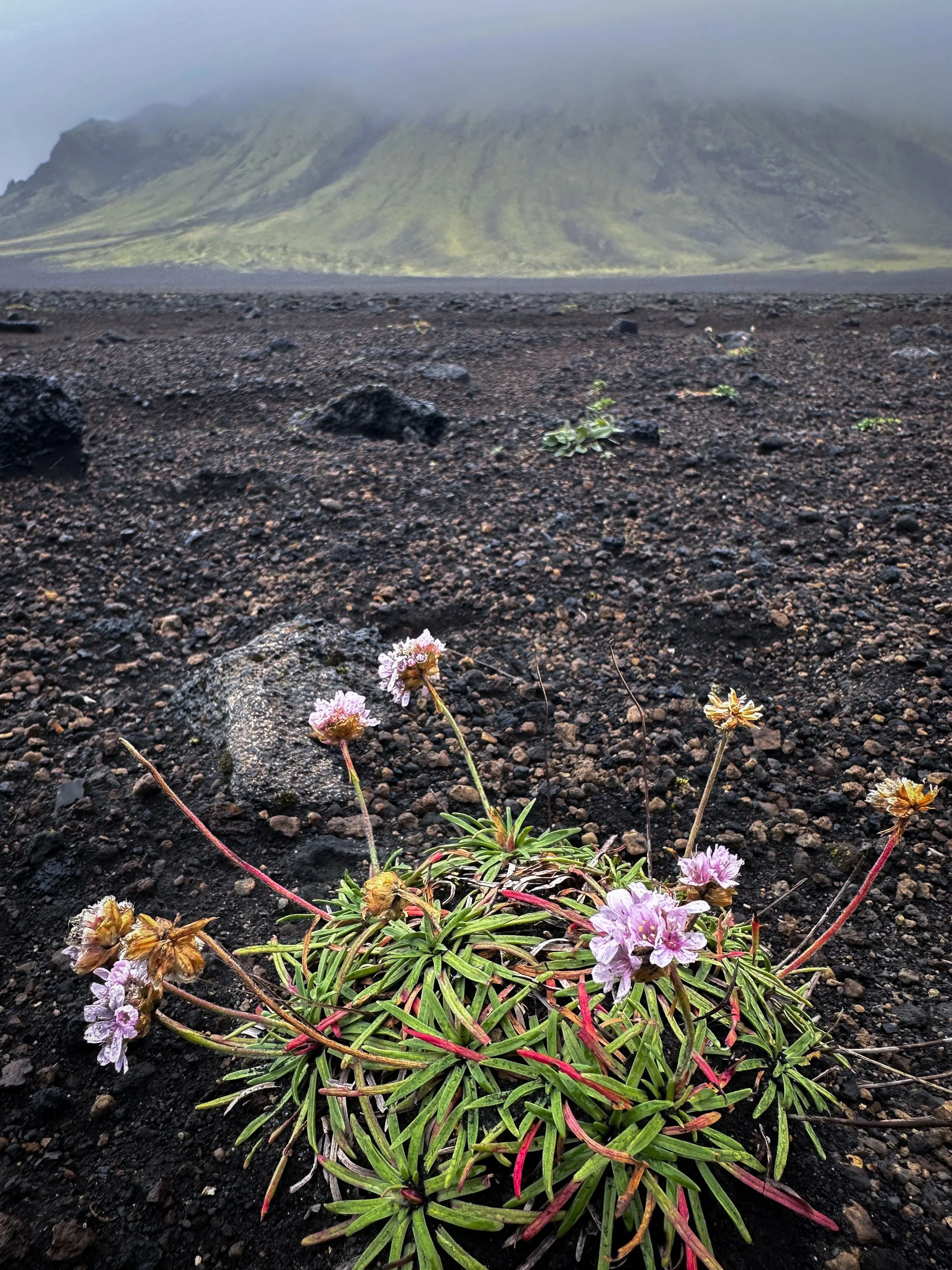Pink and white flowers with long green leaves grow in dark volcanic soil, with a large snow-capped volcanic mountain in the background, partially shrouded in fog on the Laugavegur Trail