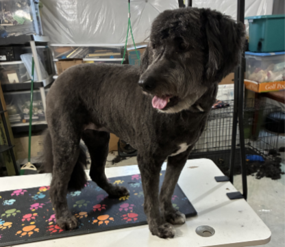 Large mixed breed dog after bath and trim at professional dog groomer