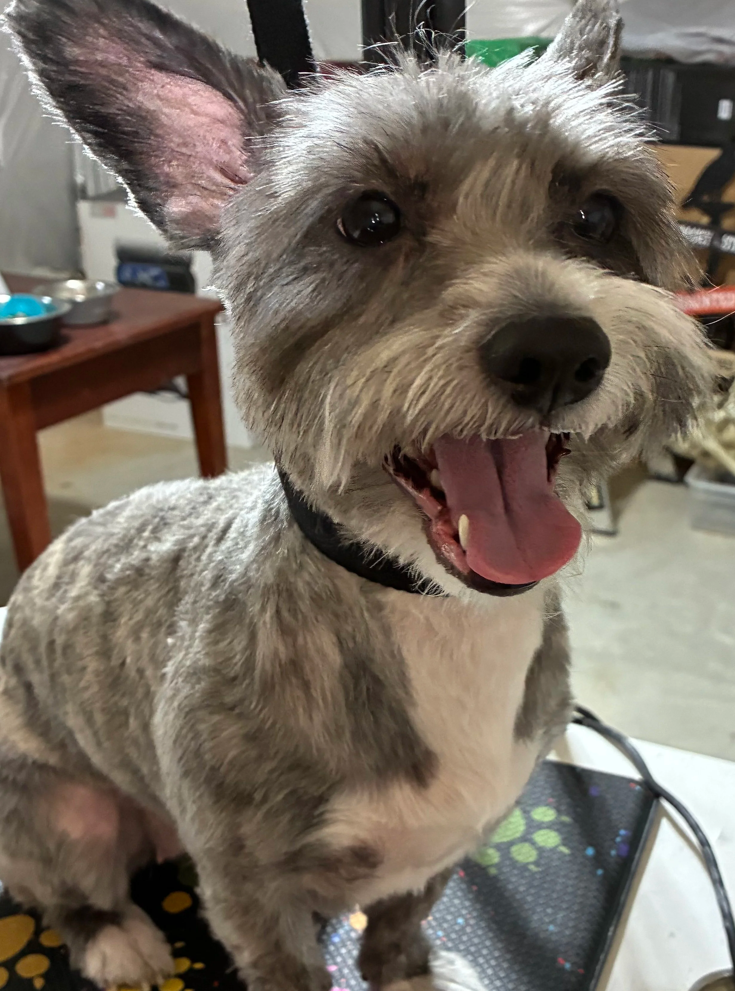 Small terrier mix with fresh haircut after professional dog grooming in Ranson WV