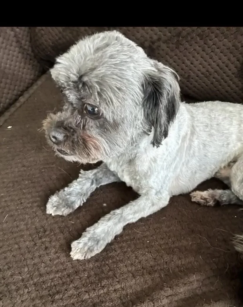 Small dog with fresh haircut resting comfortably after grooming appointment