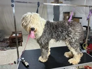 Shaggy dog on grooming table during professional dog grooming at Nat’s Bark Boutique