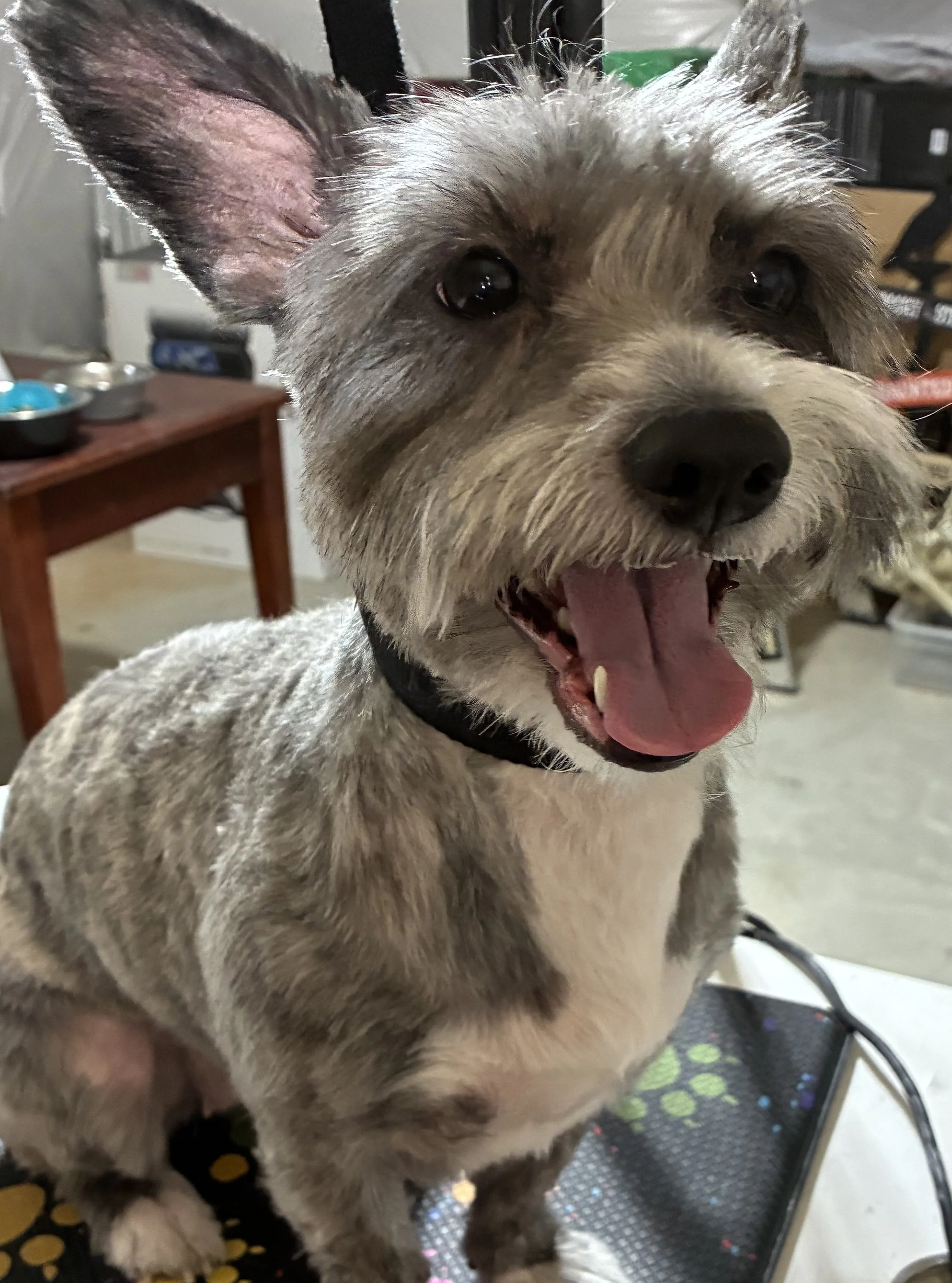 Small terrier mix with fresh haircut after professional dog grooming in Ranson WV