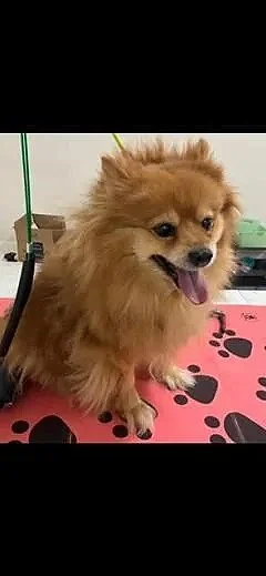 Pomeranian after professional grooming at Nat’s Bark Boutique dog salon