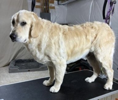 Golden Labrador after bath and trim at professional dog groomer in Ranson West Virginia