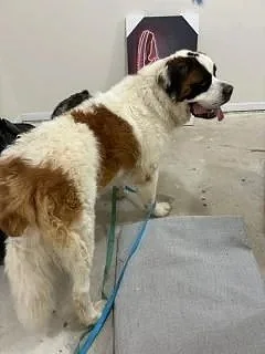 Large breed dog receiving professional grooming services in Ranson West Virginia