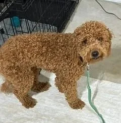 Freshly groomed curly brown dog at Nat’s Bark Boutique in Ranson WV